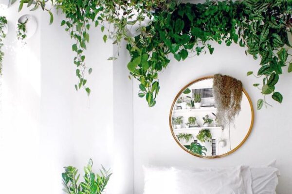 How to decorate room with plants