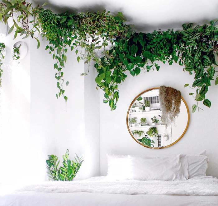 How to decorate room with plants