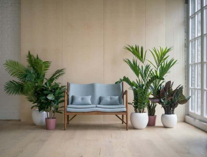 How to decorate room with plants